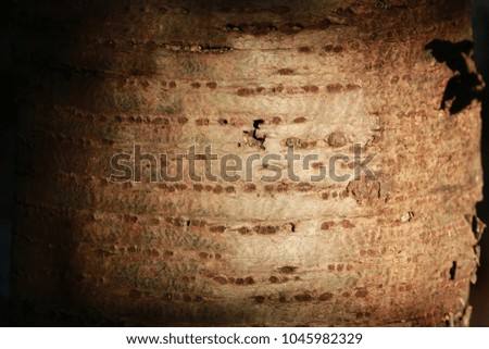 Detail of low lighting of tree trunk bark with linear pattern, Maryland, USA