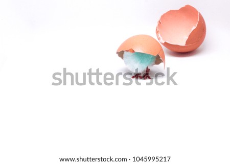 isolated blue chicken sitting in a shell on the background of a broken shell. concept of Easter