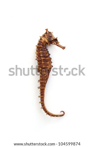 Brown and dried seahorse on a wooden table