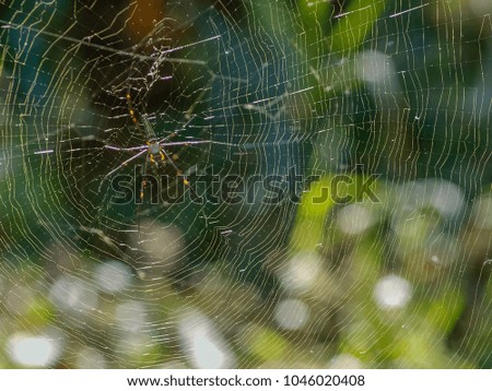 Nephilinae spider hanging on cob web with green nature blurry background.