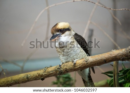 Laughing kookaburra sitting on a branch
