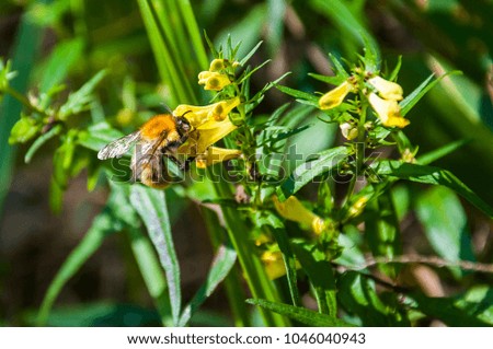 Bumblebee insect working on yellow flower