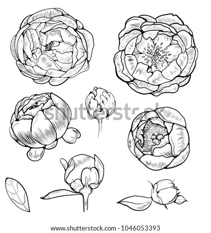 A set of botanical pions