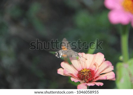 little cicada on a flower