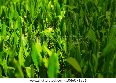 green grass. natural background texture. fresh spring green grass.