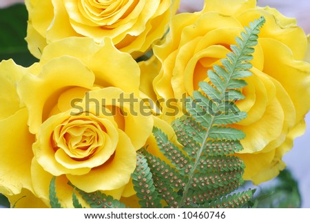 Beautiful yellow roses close-up