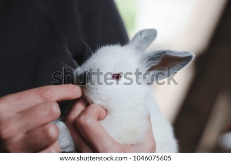Little white rabbit in the hand.
