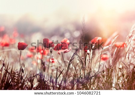 Selective focus on poppy flower, wild poppy flowers in sring meadow