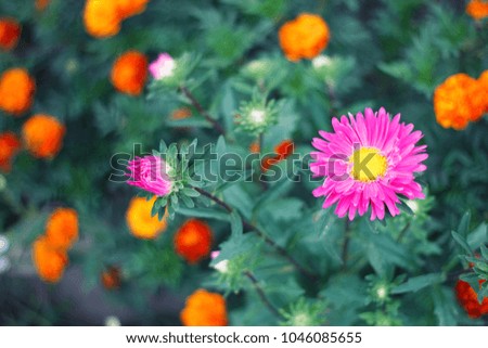 flowerbed Dahlia with yellow cocks, (flowers)