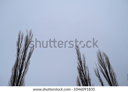 View through the dry dark branches of trees on the cloudy sky. Background natural fairy
