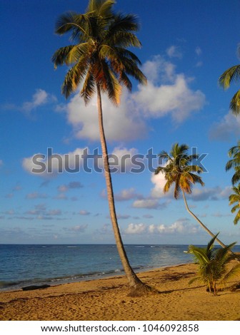 beautiful beach with palm trees  blue sky and clouds