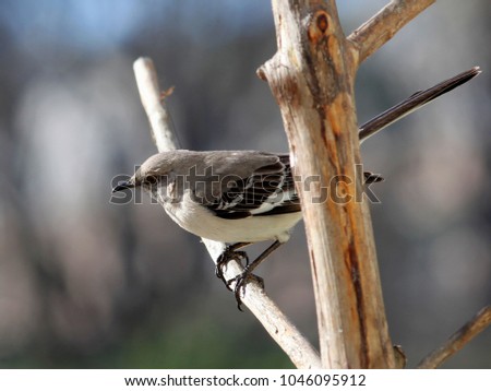 Northern Mockingbird - Photograph of a Northern Mockingbird perched on a branch.  Selective focus on the head area of the bird.  