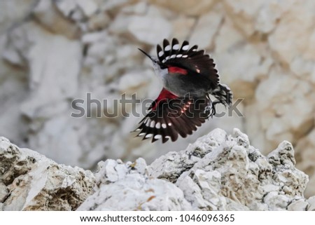 Mountain flying jewel, flying arround a rock looking for beetles and other bugs. Grey bird with red wings. Palava Hills, Czech Republic. Wallcreeper, Tichodroma muraria.
 Royalty-Free Stock Photo #1046096365