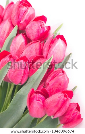 Close-up pink tulips isolated on the white