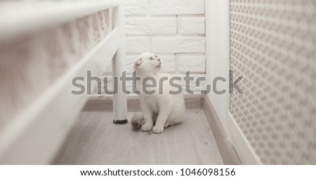 small silver scotish kitten on white background