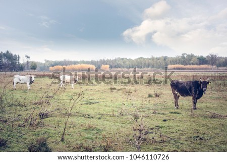 Cows grazing in a field to mean an industrial concept