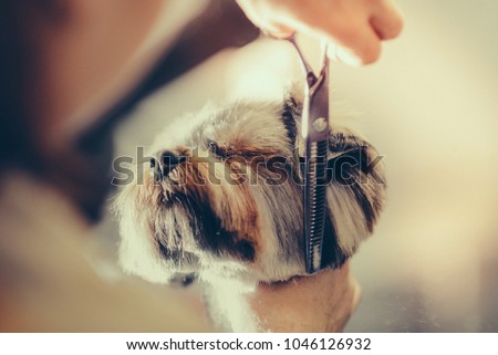 Toned picture. process of final shearing of a dog's hair with scissors. muzzle of a dog view