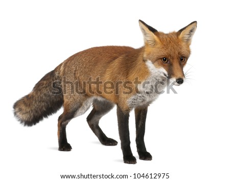 Red fox, Vulpes vulpes, 4 years old, standing against white background