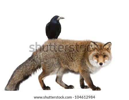 Old Red fox, Vulpes vulpes, 15 years old, and Rook, Corvus frugilegus, 3 years old, walking against white background