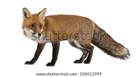 Red fox, Vulpes vulpes, 4 years old, walking against white background