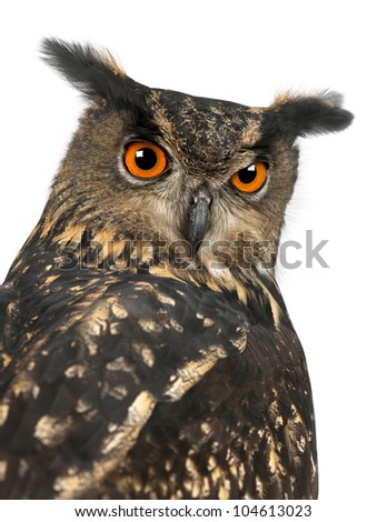 Eurasian Eagle-Owl, Bubo bubo, 15 years old, against white background
