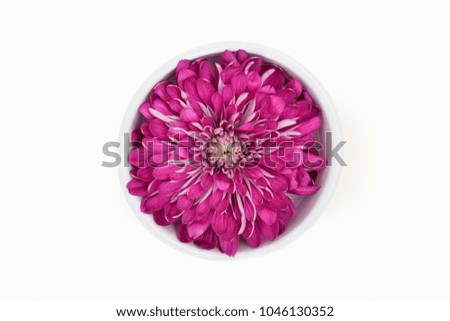 A single chrysanthemum flower head in the studio