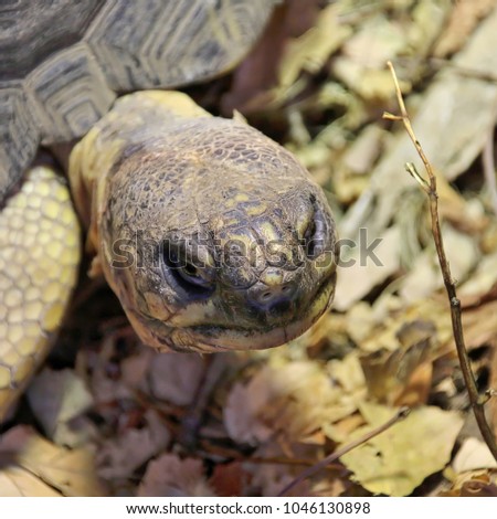 Giant Tortoise looking up