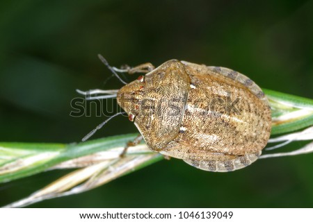 Eurygaster maura is a species of true bugs or shield-backed bugs belonging to the family Scutelleridae. It is a common pest of cereals. Royalty-Free Stock Photo #1046139049