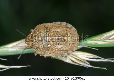Eurygaster maura is a species of true bugs or shield-backed bugs belonging to the family Scutelleridae. It is a common pest of cereals. Royalty-Free Stock Photo #1046139061