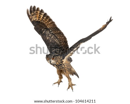 Eurasian Eagle-Owl, Bubo bubo, 15 years old, flying against white background