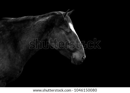 Horse portrait isolated on black