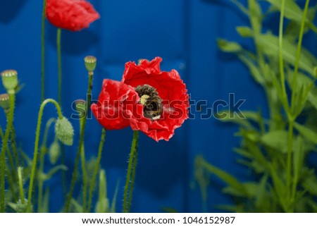 bumblebee on a red poppy flower
