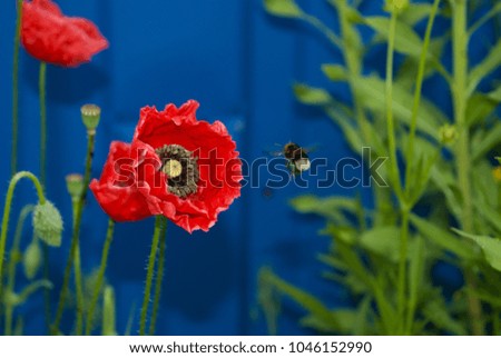 bumblebee on a red poppy flower