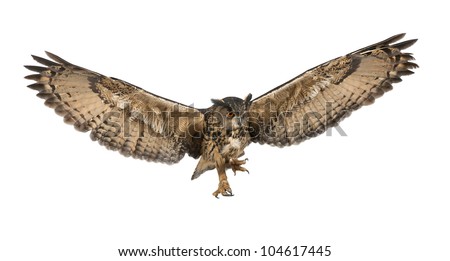 Eurasian Eagle-Owl, Bubo bubo, 15 years old, flying against white background