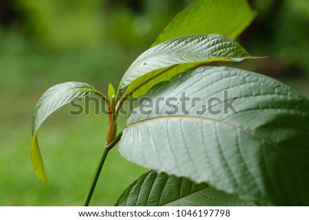 Mitragyna speciosa leaf (kratom), plant in thailand, Kratom is Thai herbal which encourage health. Close up