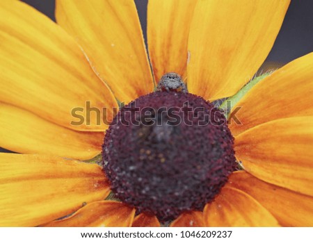 macro photo of a cute tiny jumping spider sitting on a yellow flower