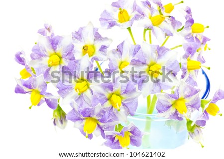 This is a picture of flowers of potatoes blooming in early summer.