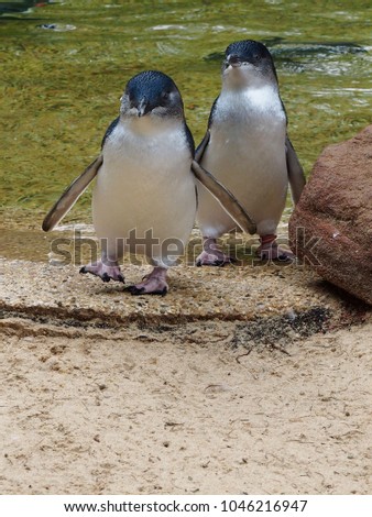 Two Delightful Captivating Little  Penguins Happily Waddling Along.
