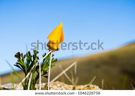 Close up of California poppy (Eschscholzia californica) about to open on the hills of south San Francisco bay area in springtime; blue sky background