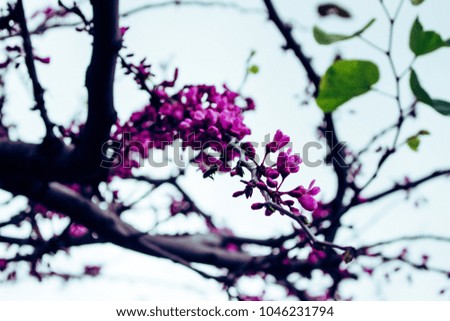Flowers. A tree with blooming pink flowers. Spring. 