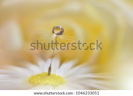 Abstract macro photo with dandelion and water drops.Artistic Background for desktop. Flowers made with pastel tones.Tranquil abstract closeup art photography.Print for Wallpaper.Floral fantasy design.