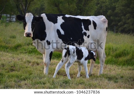 Holstein breed cow suckling her little calf Royalty-Free Stock Photo #1046237836