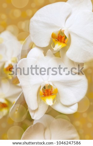 Branch of white orchid close up on blurred background with bokeh. Soft focus.