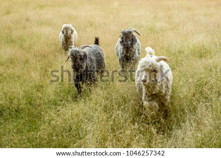 Goats walking in tall grass on a summer day on a farm or ranch.