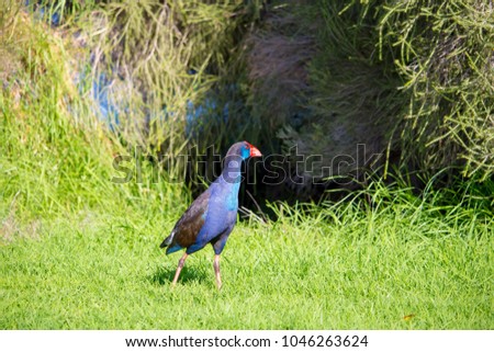A brilliantly feathered  Purple swamp hen porphyria porphyria is standing  in the   green grassy  field  in Big Swamp  Bunbury Western Australia  on a sunny  autumn  afternoon searching for food.