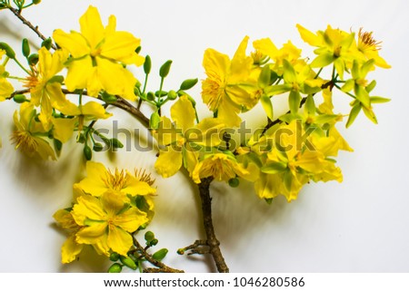 Yellow Apricot Flower isolated on white background, traditional lunar new year in Vietnam