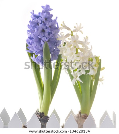Spring flowers of hyacinth  isolated  over  white background