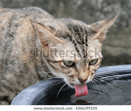A cat drinking from an enameled basin