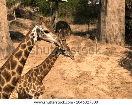 Closeup giraffe in the zoo