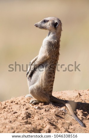 Suricate keeps a lookout at its den in the sandy soil of the Kalahari